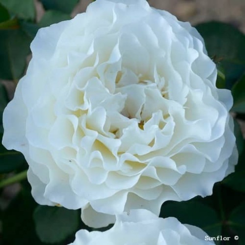 TOBAGO ODORE® ipb052113