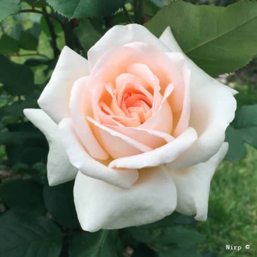 TRESOR DU JARDIN®Adaruoclat