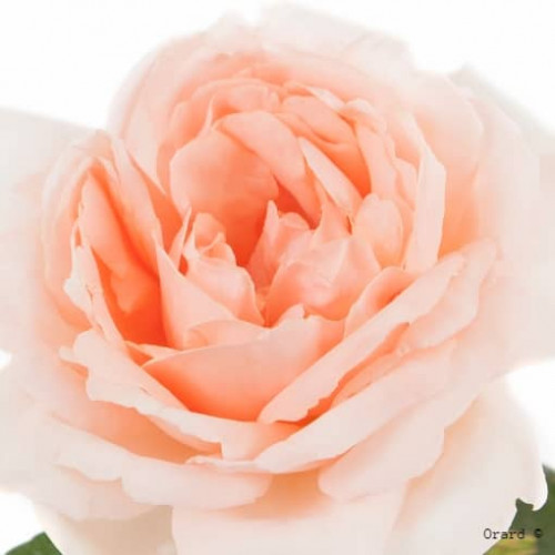 VILLE DE FONTENAY AUX ROSES® oralivo