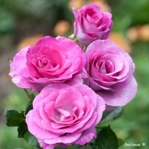 VIOLETTE PARFUMEE ® Dorient