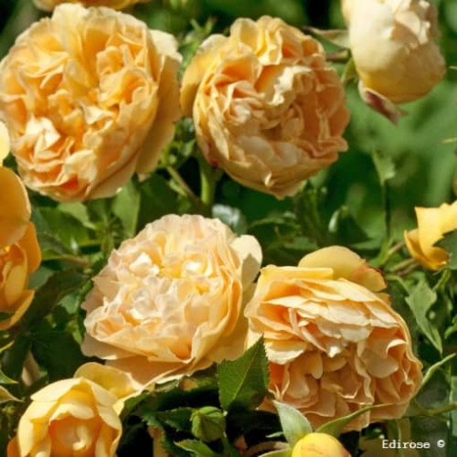XCELLENCE DE FRONTIGNAN® Tan 10553
