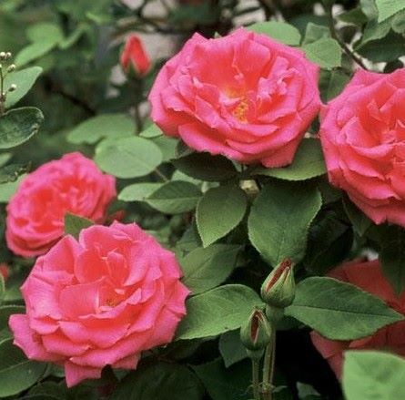 ZEPHIRINE DROUHIN
